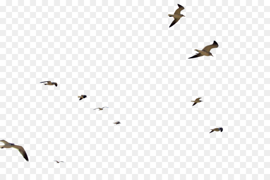 Bird Flight Flock - gull png download - 1600*1060 - Free Transparent Bird png Download.