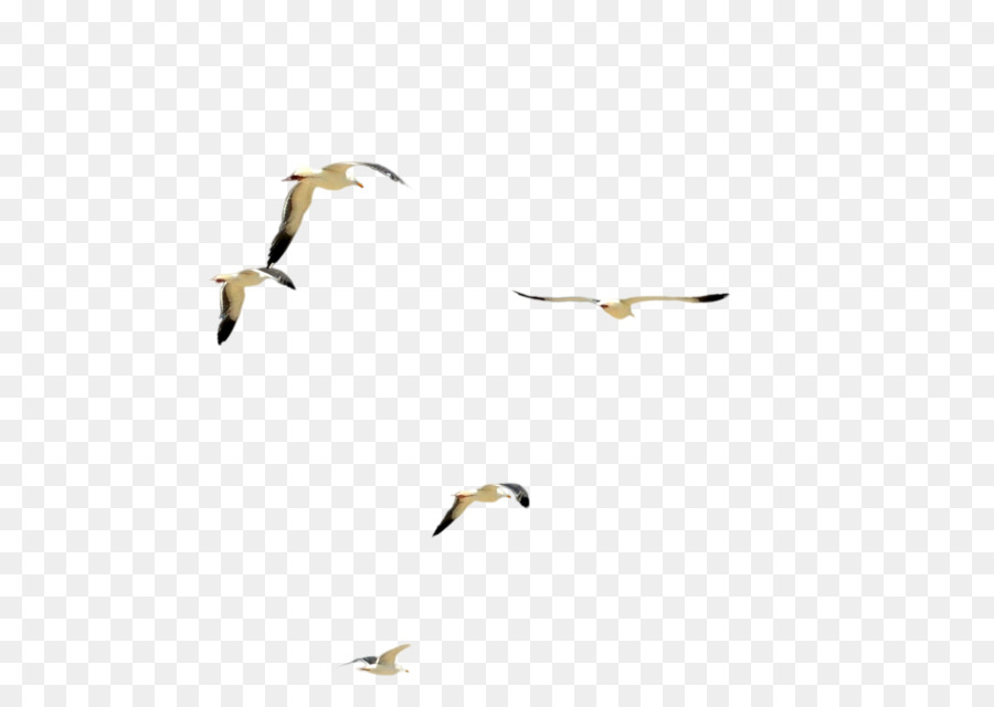 Water bird Flock - birds png download - 4280*3001 - Free Transparent Bird png Download.