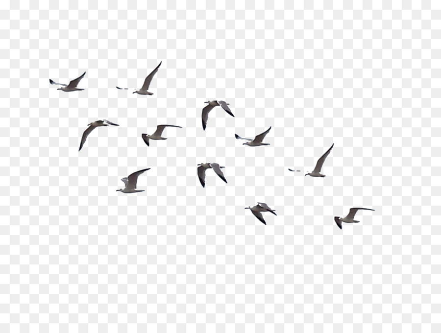 Bird Flight Flock - birds png download - 4128*3096 - Free Transparent Bird png Download.