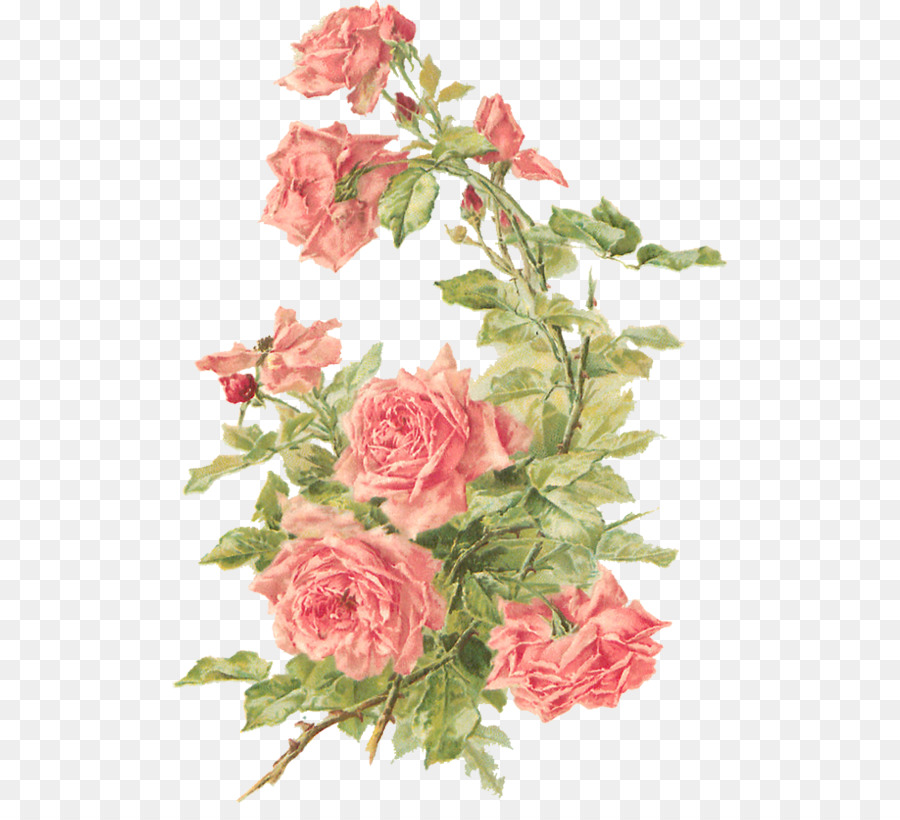 Cut flowers Rose Floral design Clip art - Peach Cliparts Background png download - 555*803 - Free Transparent Flower png Download.