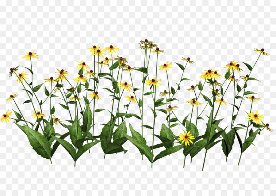 Plant Wildflower Clip art - plants png download - 1600*1131 - Free Transparent Plant png Download.