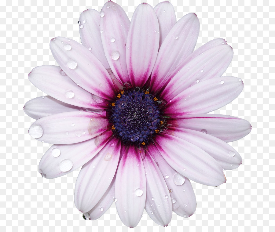 Photography Flower Pastel - Decorative floral background png download