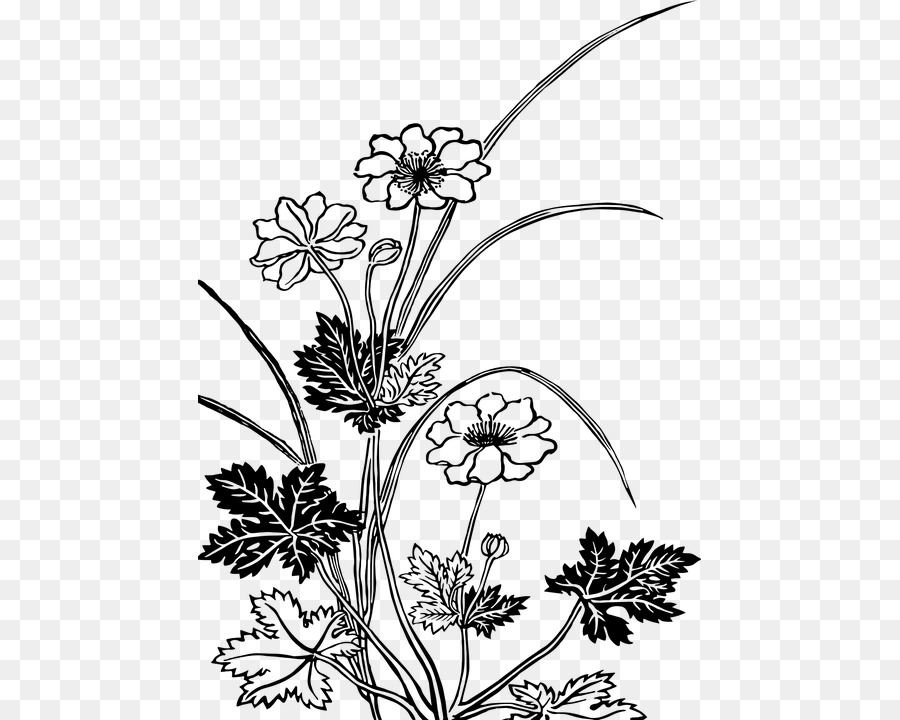 Free Flower Drawing Transparent Background Download Free Clip Art