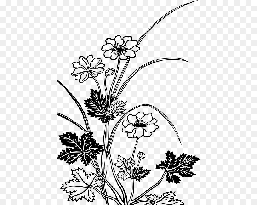 Free Flower Drawing Transparent Background Download Free Clip Art Free Clip Art On Clipart Library