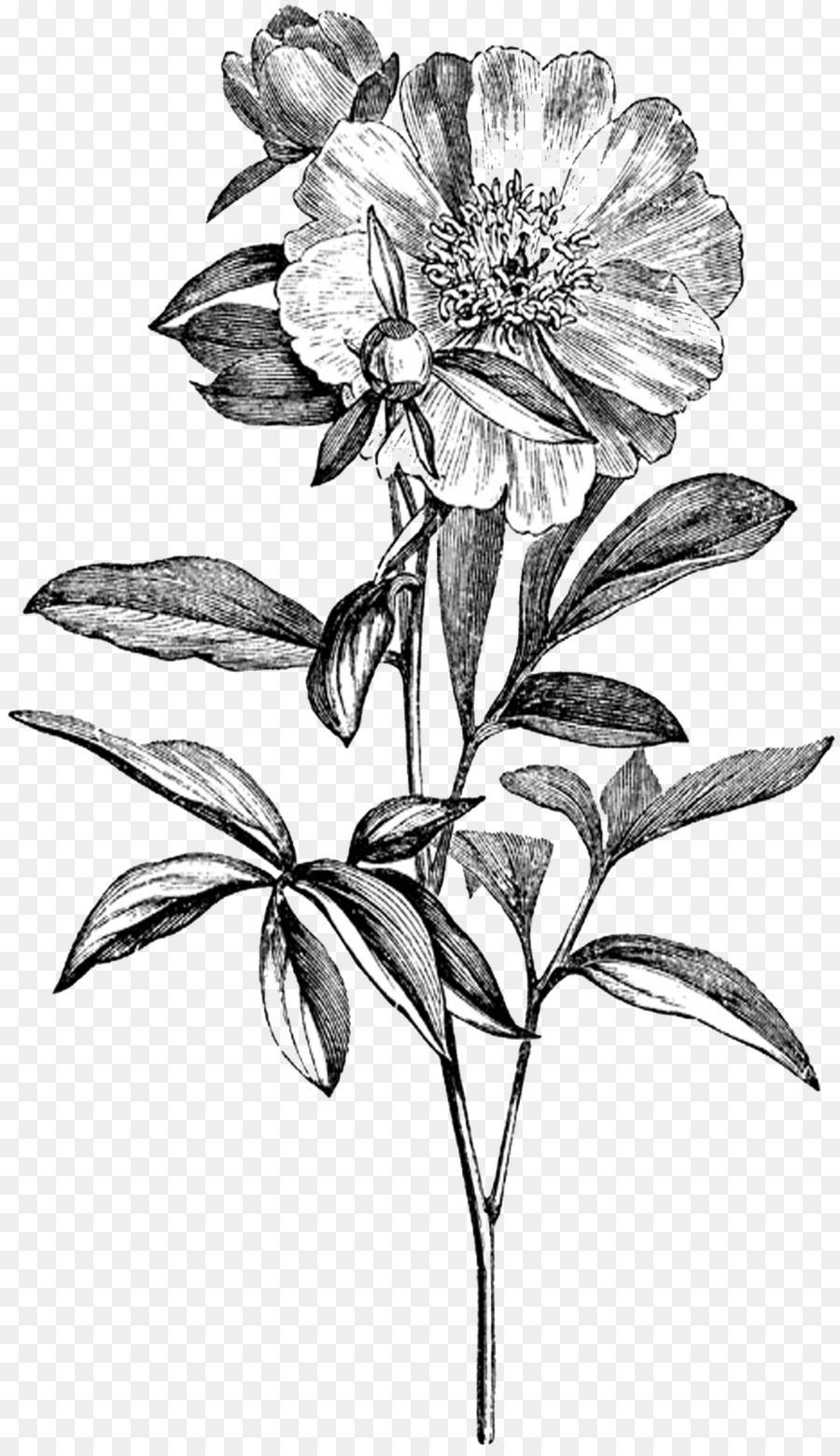 Peony Botany Drawing Clip art - botanical png download - 929*1600 - Free Transparent Peony png Download.