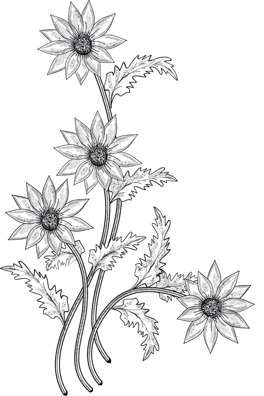 Flower Drawing Clip art - flower Drawing png download - 900*1351 - Free