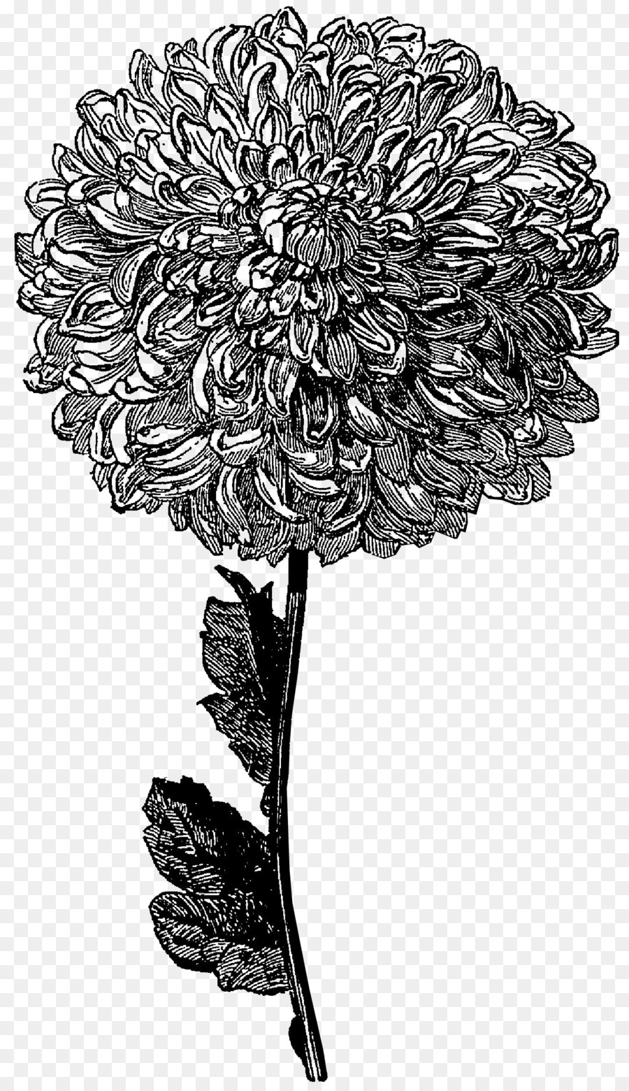 Flower Drawing Black and white Clip art - Gray Flowers Cliparts png download - 1339*2310 - Free Transparent Flower png Download.
