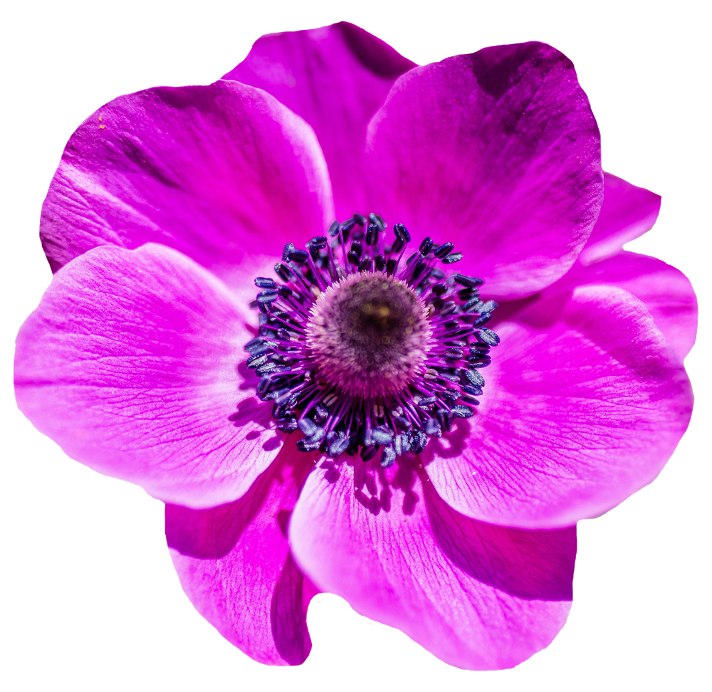 Flower png download 1000*972 Free Transparent Flower png Download