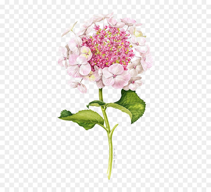 Flower Drawing Illustration - Lilac png download - 564*806 - Free Transparent Flower png Download.