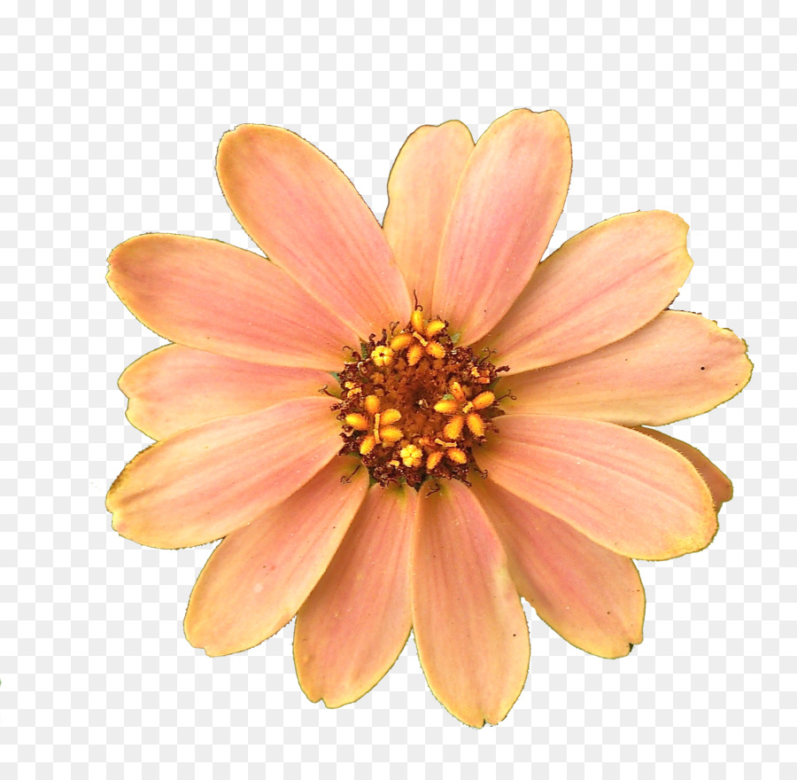 Flower Computer Icons - Get Flower Png Pictures png download - 1981*1905 - Free Transparent Flower png Download.