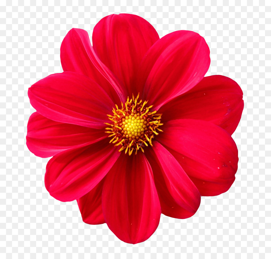 Flower Clip art - Dahlia Flower png download - 1644*1562 - Free Transparent Dahlia png Download.