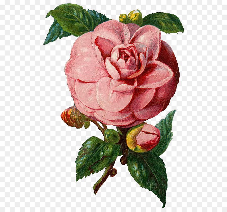 Rose Clip art - vintage flowers png download - 580*826 - Free Transparent Rose png Download.