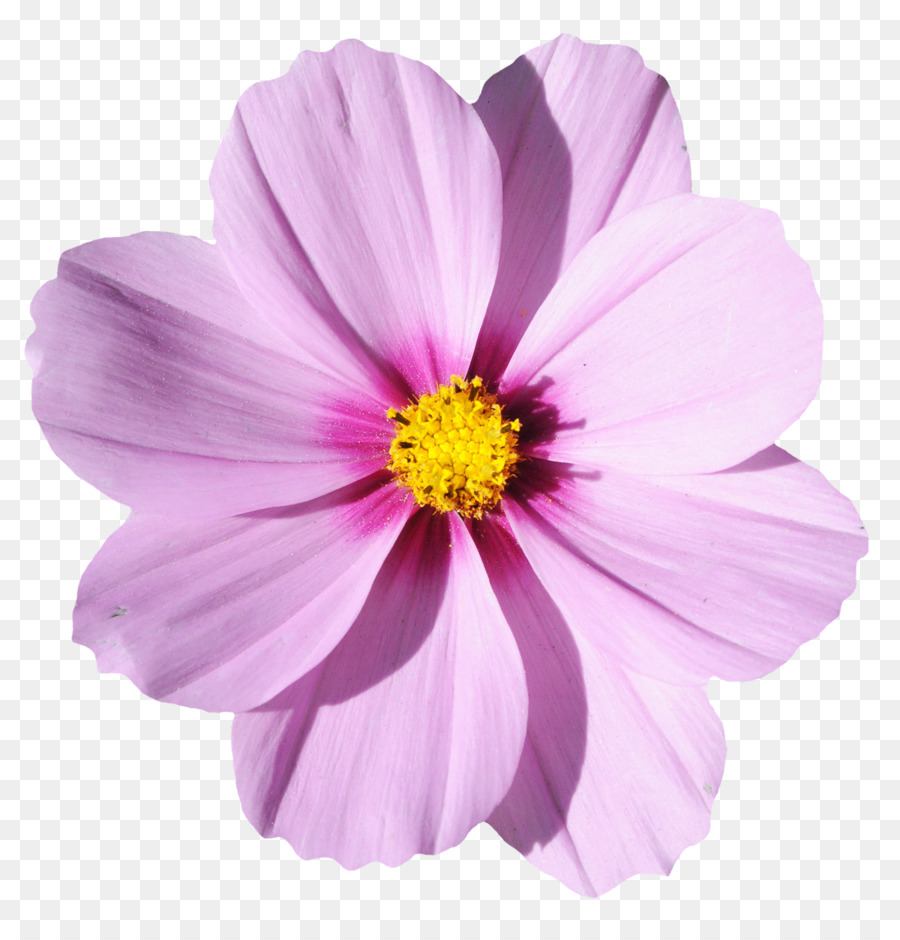 Flower Wallpaper - Blossom Flower png download - 1200*1233 - Free Transparent Flower png Download.
