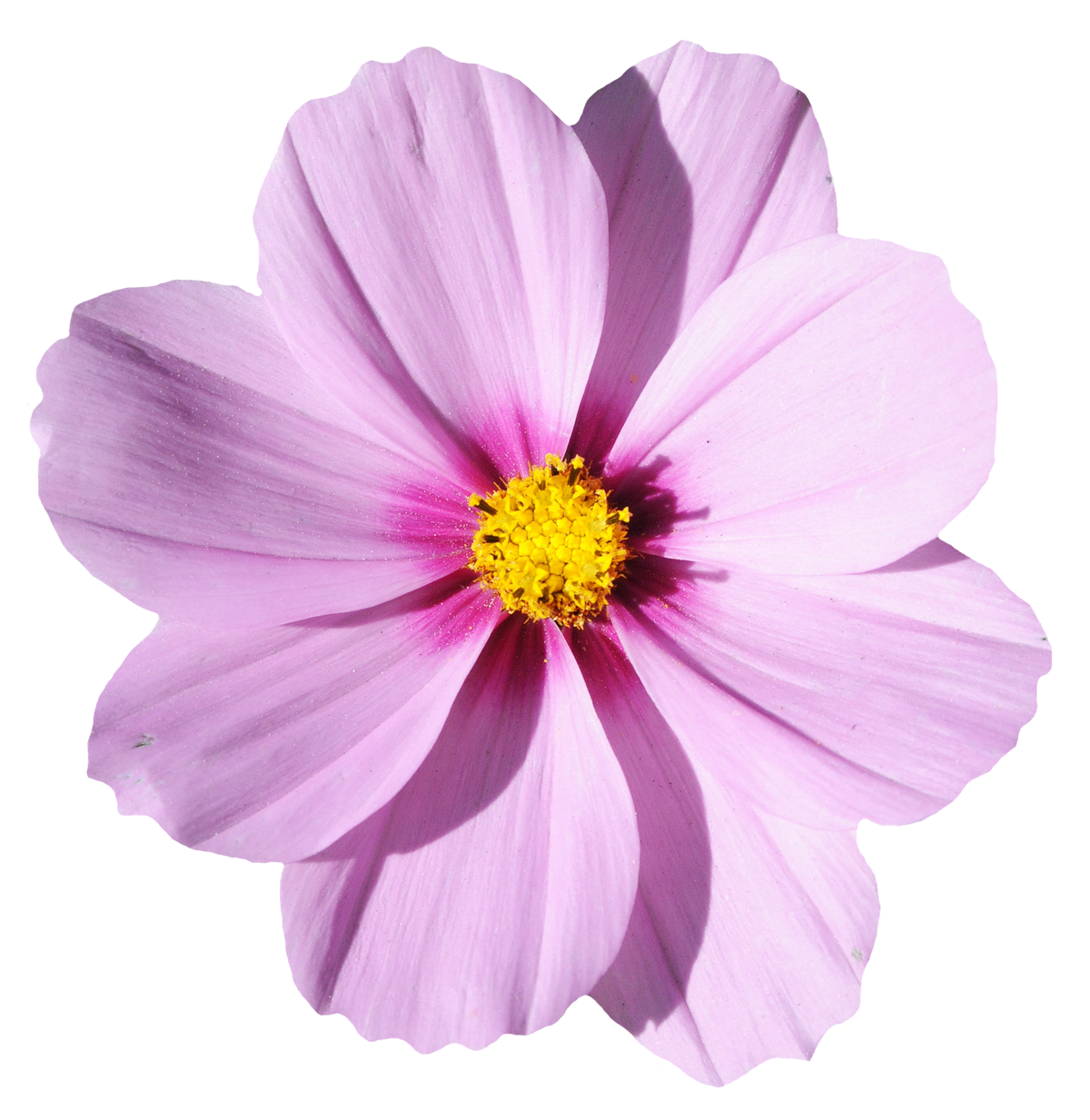 Flower Wallpaper - Blossom Flower png download - 1200*1233 - Free Transparent  Flower png Download. - Clip Art Library