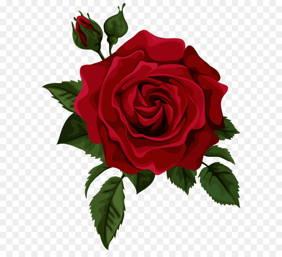 Rose Flower Red Euclidean vector - Red Rose with Bud Transparent PNG Clip Art Picture png download - 5632*7000 - Free Transparent Rose png Download.