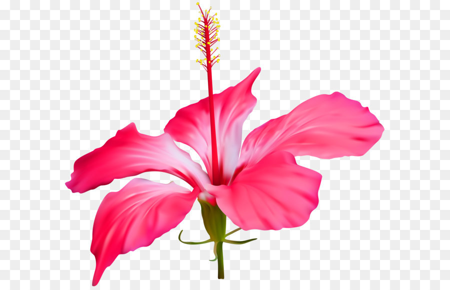Shoeblackplant Floral design Flower Petal Weighing scale - Hibiscus Flower Transparent PNG Clip Art png download - 7000*6219 - Free Transparent Shoeblackplant png Download.