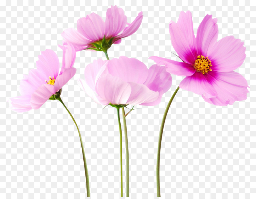 Flower Clip art - Cosmea Flower png download - 1800*1384 - Free Transparent Cream png Download.
