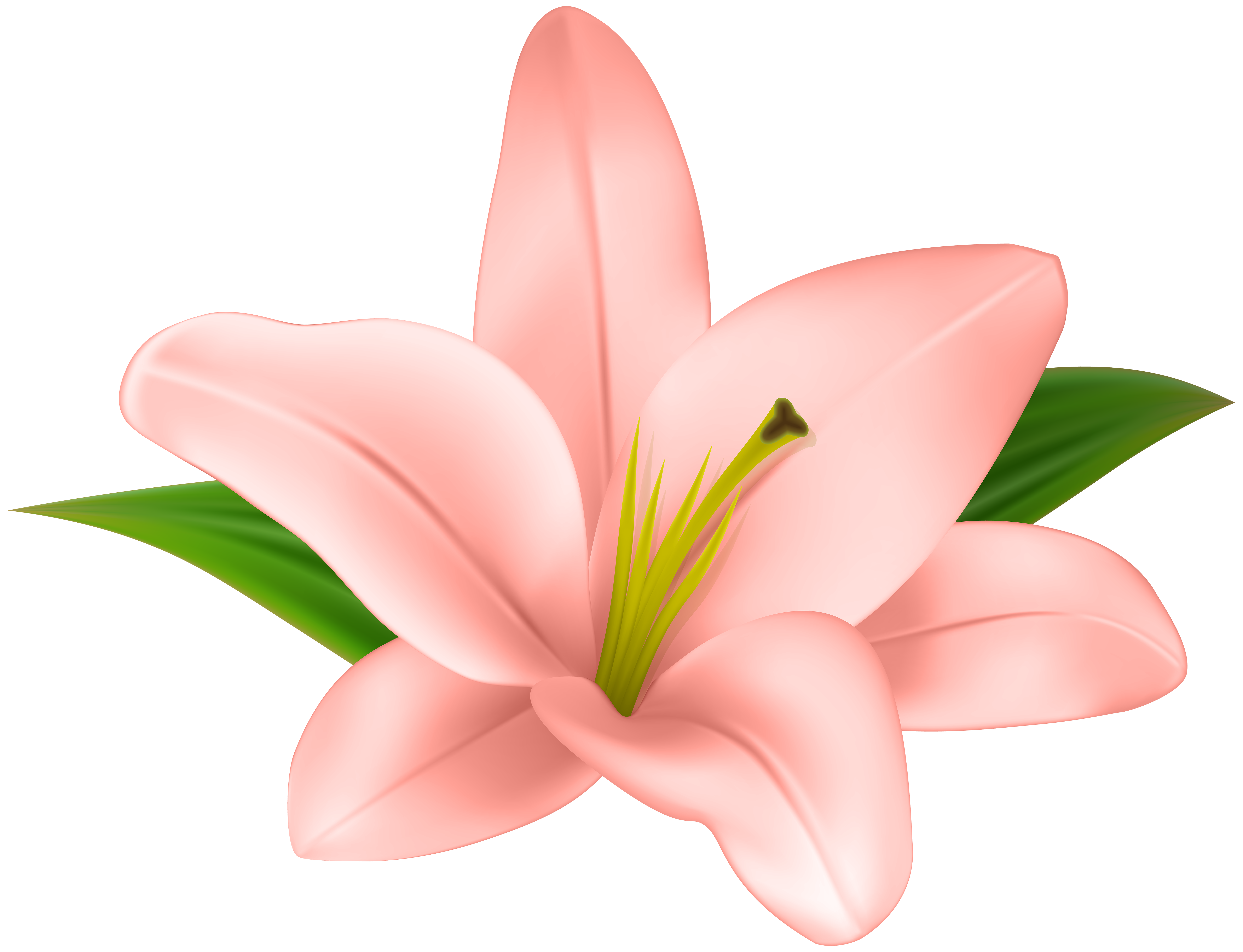 Lilium Clip art - Lilly Flower Transparent Clip Art png download - 6000