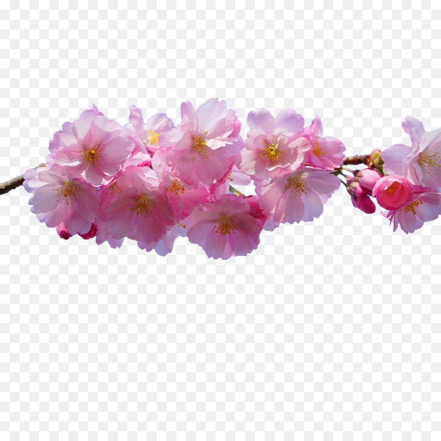 Pink flowers Desktop Wallpaper - cherry blossom png download - 1000*1000 - Free Transparent Flower png Download.
