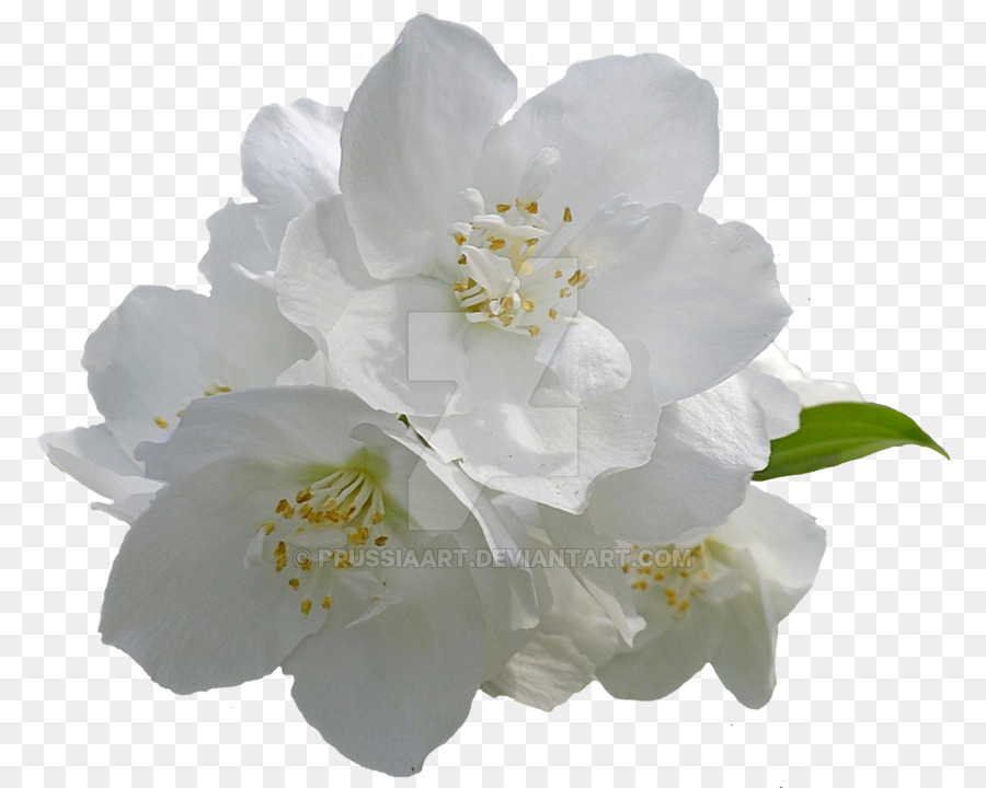 Flower Arabian jasmine Desktop Wallpaper Clip art - white flower png download - 900*720 - Free Transparent Flower png Download.