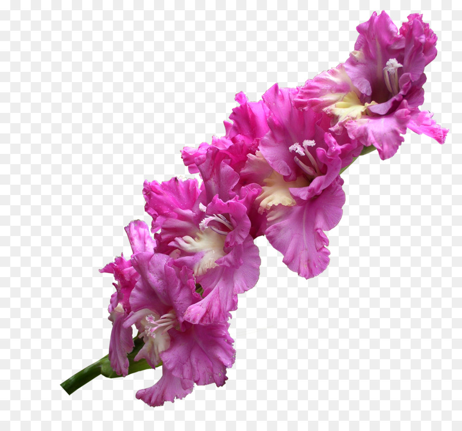 Gladiolus Flower - Gladiolus Transparent PNG png download - 1974*1800 - Free Transparent Gladiolus png Download.