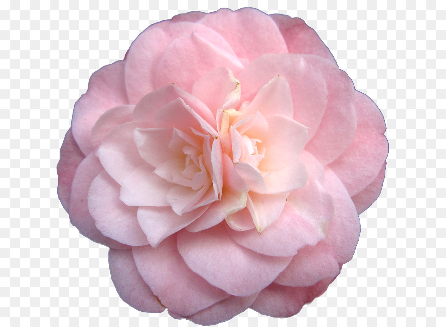 Pink flowers Garden roses - pastel flowers png download - 671*658 - Free Transparent Flower png Download.