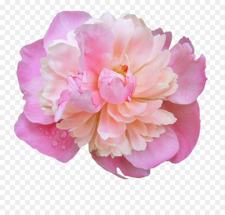 Pink flowers Rose - Peony PNG Photos png download - 1024*956 - Free Transparent Flower png Download.