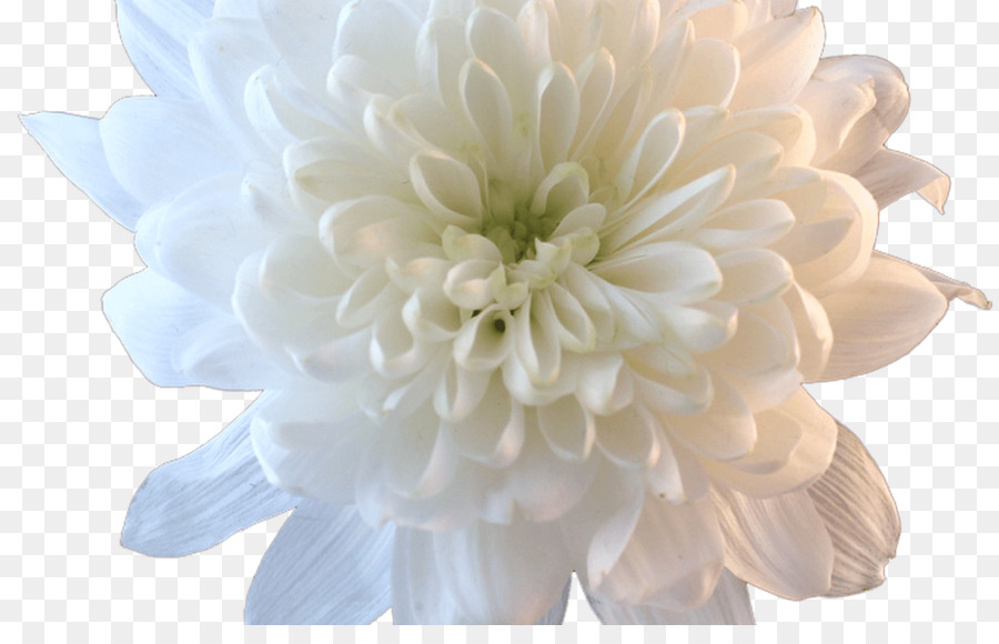 Portable Network Graphics Transparency Flower Image Desktop Wallpaper - flower png download - 1368*855 - Free Transparent Flower png Download.