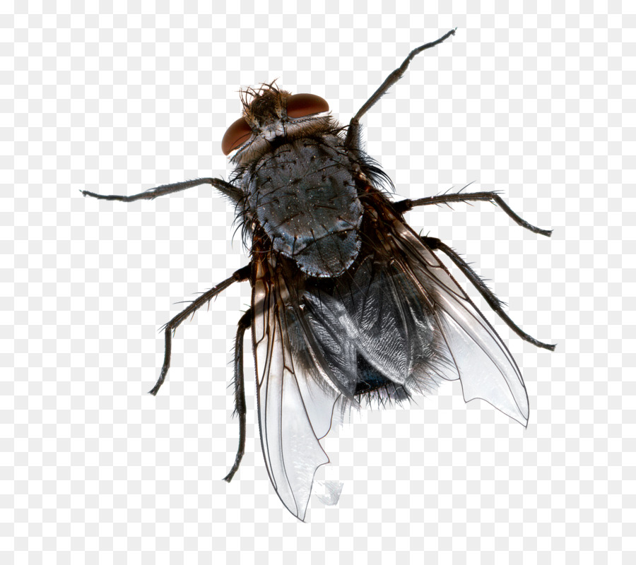 Insect Cockroach Fly-killing device Mosquito - Flies Transparent Background png download - 2136*1868 - Free Transparent Insect png Download.