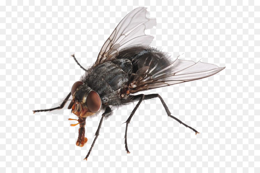 Insect Housefly Cockroach Pest - Flies PNG HD png download - 777*592 - Free Transparent Cockroach png Download.