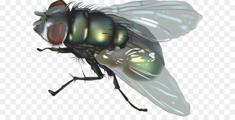 Fly Insect Clip art - Fly Png 5 png download - 2400*1647 - Free Transparent Fly png Download.