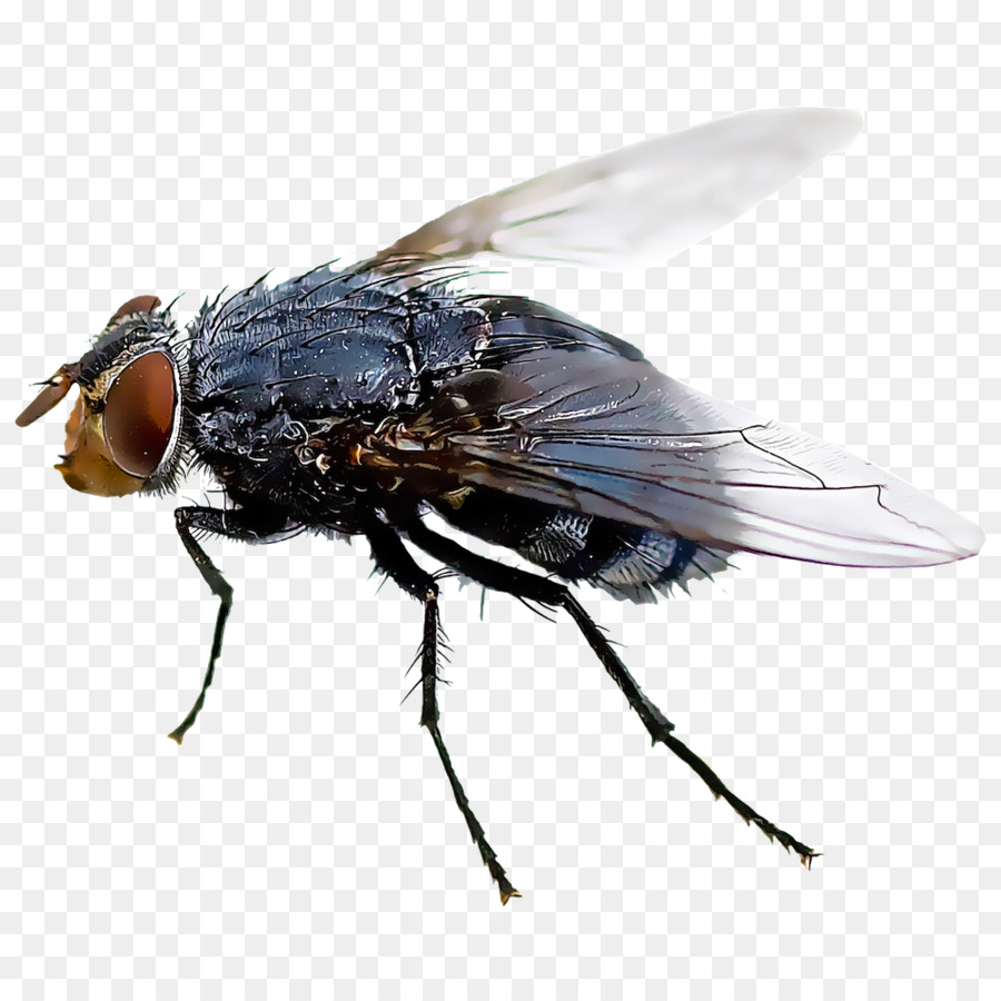 Black fly Insect Mosquito Housefly - fly png download - 1000*1000 - Free Transparent  png Download.