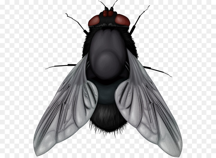 Fly Clip art - fly PNG image png download - 623*658 - Free Transparent Insect png Download.