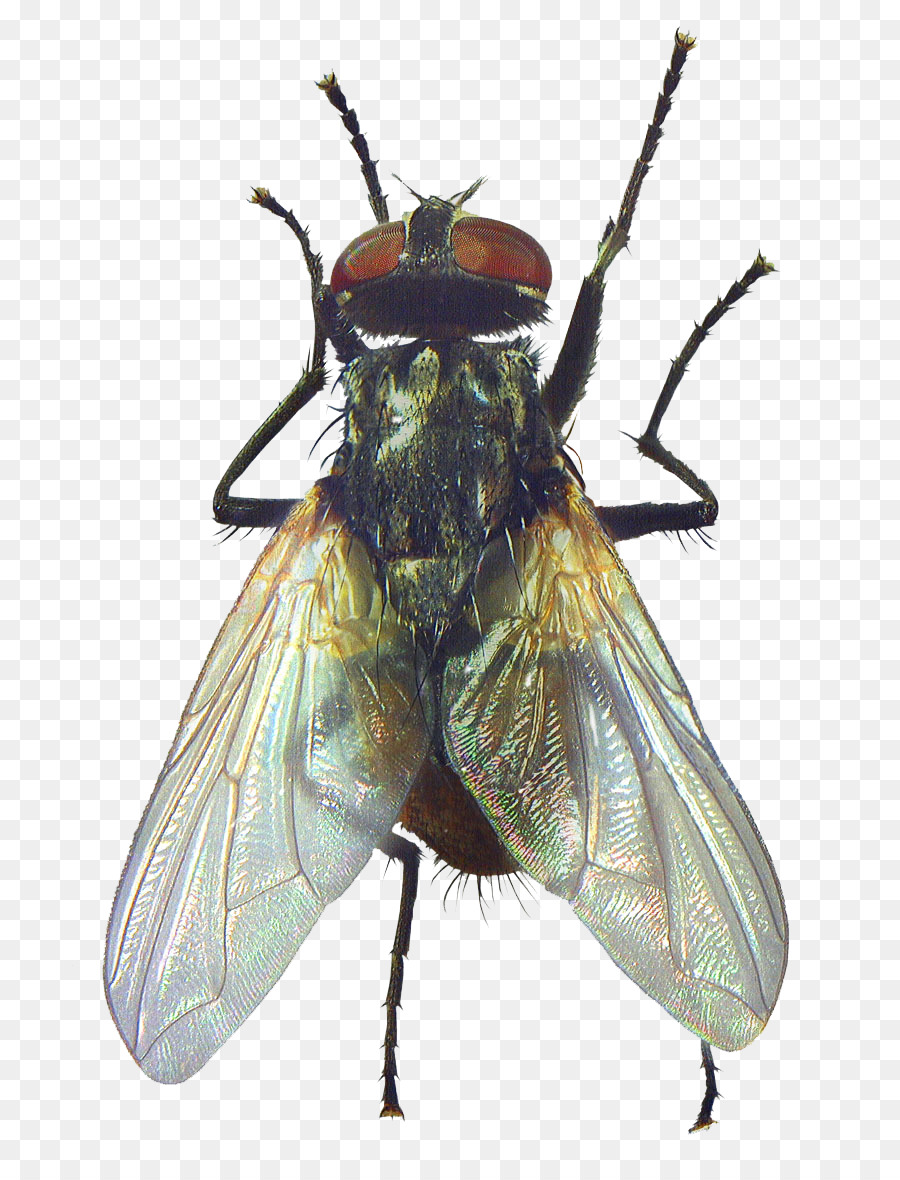 Fly Beetle Rendering Clipping path - fly png download - 820*1168 - Free Transparent Fly png Download.