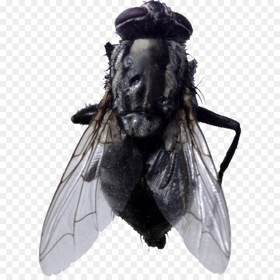 Fly Insect Clip art - fly PNG image png download - 1614*2204 - Free Transparent Insect png Download.