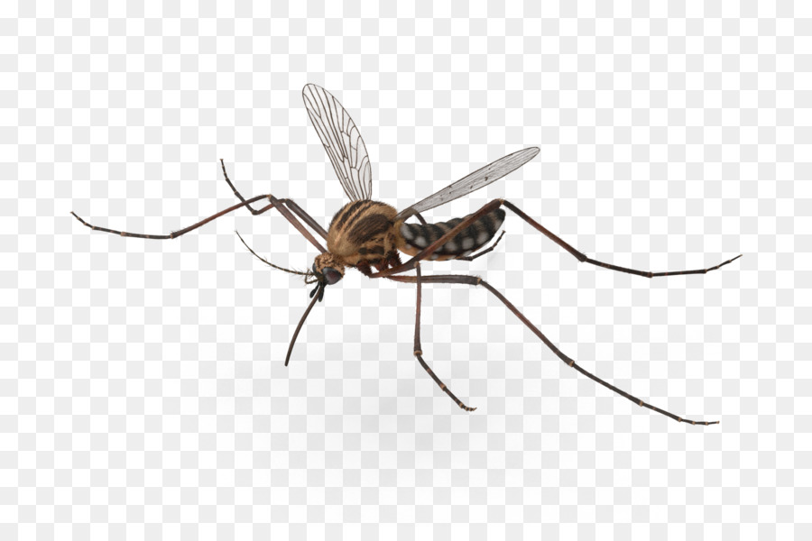 Insect Mosquito Pest Invertebrate Arthropod - mosquito png download - 1577*1023 - Free Transparent Insect png Download.