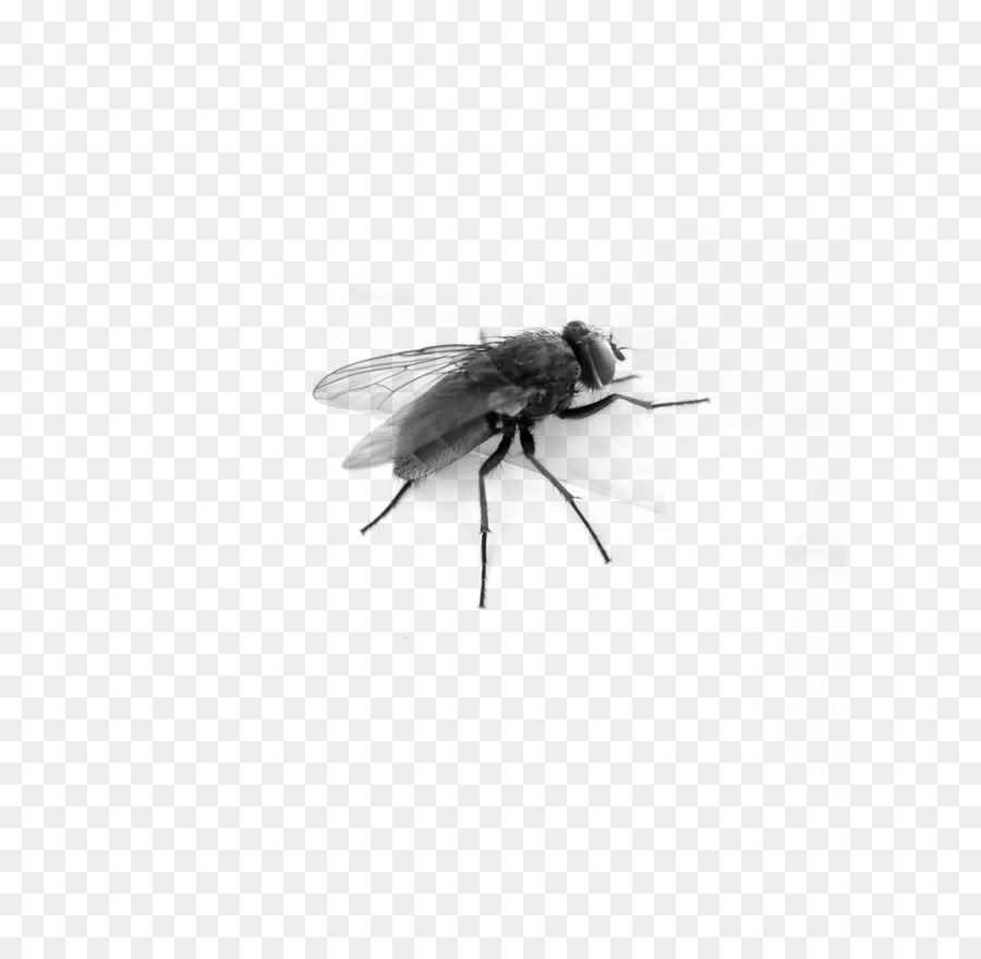 Muscidae Black and white Insect - fly PNG image png download - 2304*3072 - Free Transparent Insect png Download.