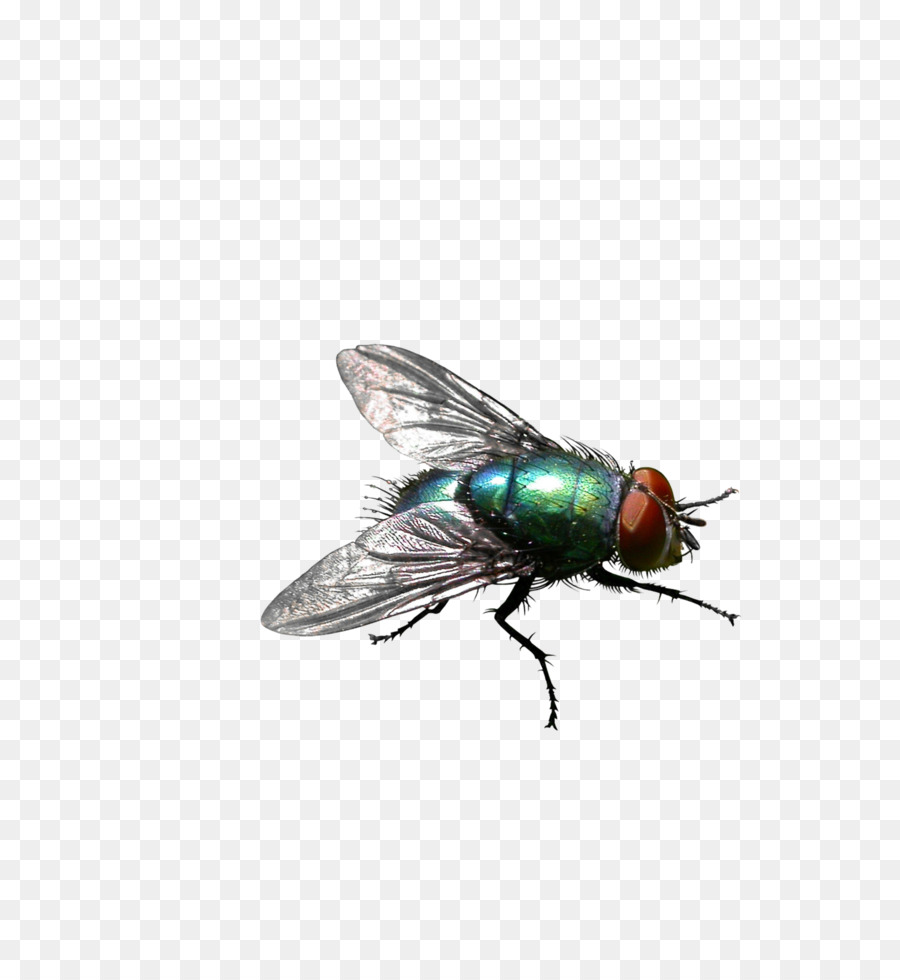 Insect Housefly Stable fly Pest control - Green flies png download - 2247*2423 - Free Transparent Insect png Download.
