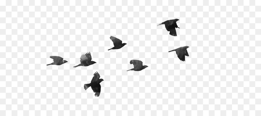 Flying Birds Gif Animation Free Download