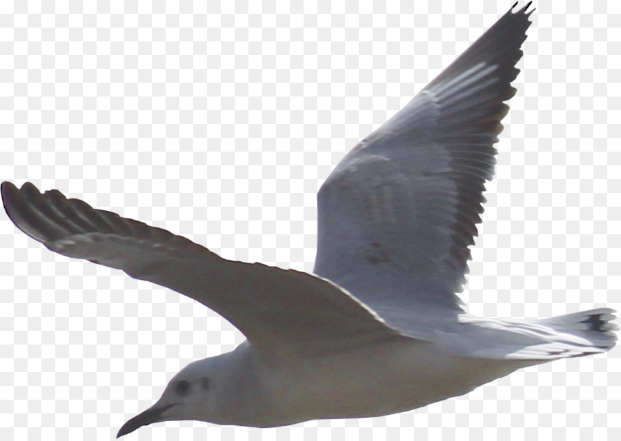 Gulls Shorebirds European Herring Gull - gull png download - 959*680 - Free Transparent Gulls png Download.