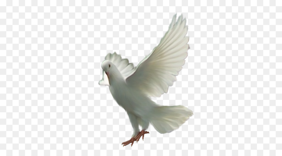 Dove Animated Flying Bird Gif Transparent - pic-whatup