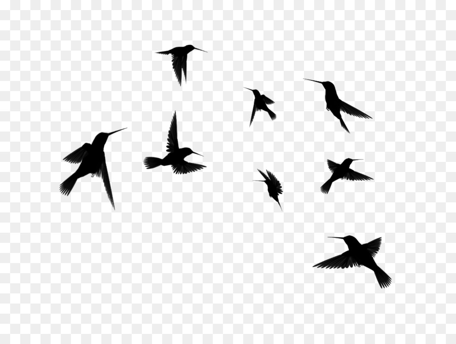 Hummingbird Flock Clip art - birds silhouette png download - 1167*876 - Free Transparent Bird png Download.