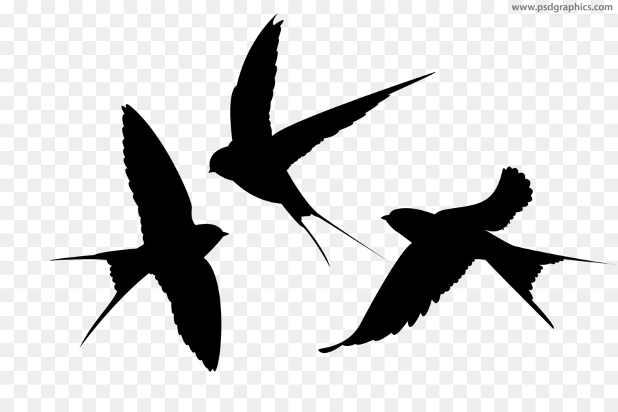 Swallow Silhouette Bird - animal silhouettes png download - 5000*3333 - Free Transparent Swallow png Download.