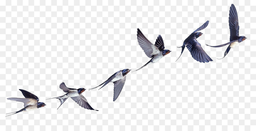 Bird flight Barn swallow Swallow tattoo Welcome swallow - Bird png download - 1280*642 - Free Transparent Bird png Download.