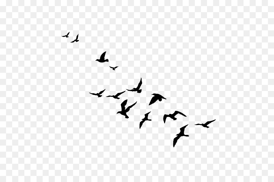 Bird migration Flock Swans Goose - flying birds png silhouette png download - 600*600 - Free Transparent Bird png Download.