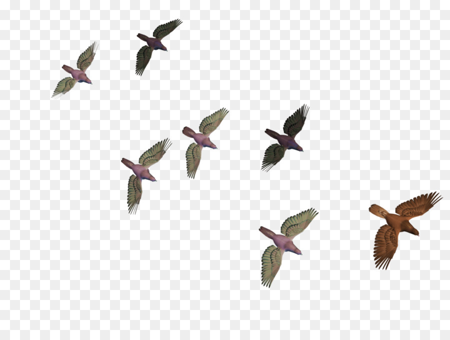Bird Flight Columbidae Goose - Flying Birds png download - 1024*768 - Free Transparent Bird png Download.