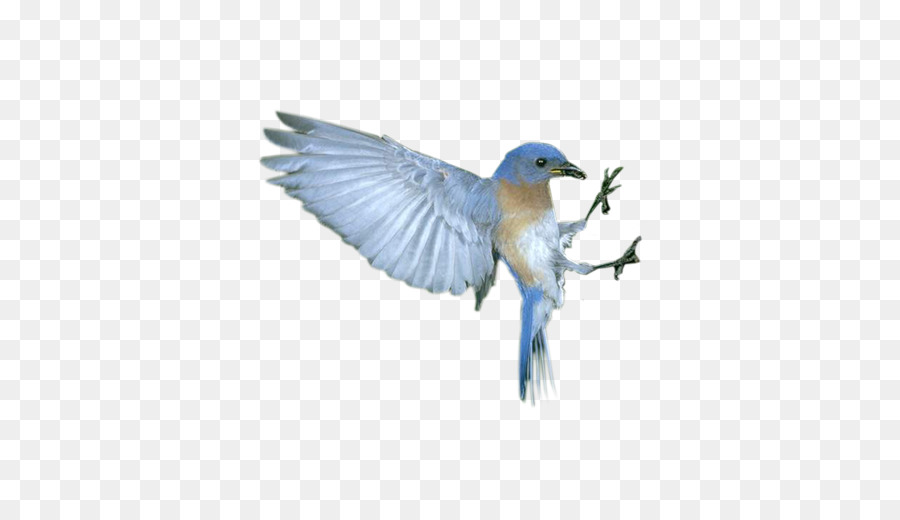 Bird Flight - Blue flying bird png download - 510*510 - Free Transparent Bird png Download.