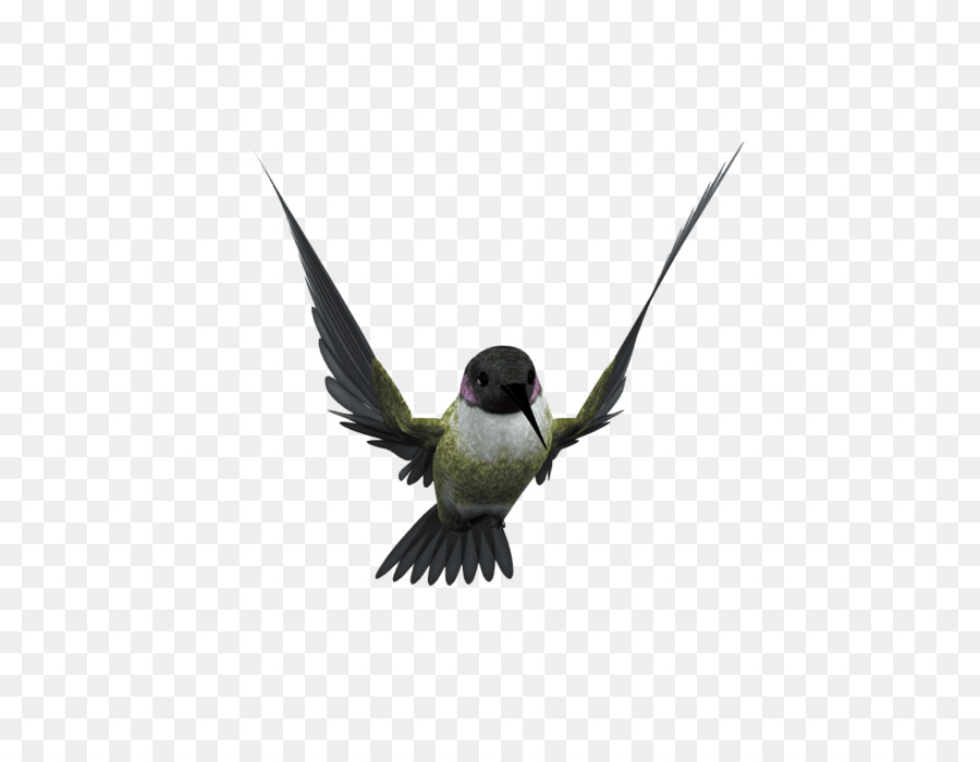 Hummingbird Flight Beak - Flying bird png download - 1042*805 - Free Transparent Bird png Download.