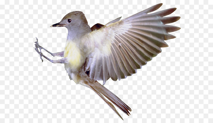 Hummingbird Flight Eurasian Magpie - Flying bird png download - 662*520 - Free Transparent Bird png Download.