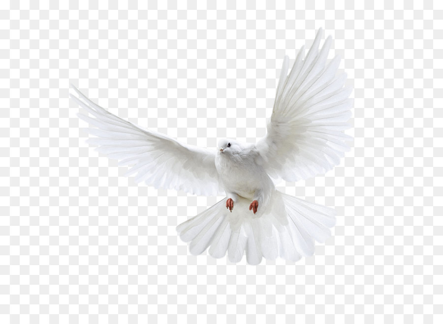 Homing pigeon Bird Columbinae - White Flying Pigeon Png Image png download - 3000*3000 - Free Transparent Homing Pigeon png Download.